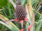 Here's a naturally growing pineapple! The red leaves make it look even more delicious. 