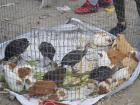 Most of the guinea pigs at the market in Otavalo shared cages with chickens and ducks. Do you think they would get along? 