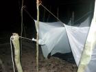 See that little shape under the left mosquito net? That's Balu! He slept right under Kim's hammock all night.