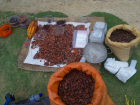 Since the dark times of the late 20th century, the Kogis have learned how to be sustainable. 