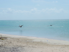 The pelicans en Cabo de la Vela enjoy a multitude of fish!