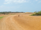 Goats are important animals for the Wayuu, who are famous for their goat stew. 