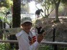 Trips to the zoo awakened my love for animals at an early age