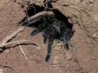Tarantulas might look big and creepy, but these shy spiders retreat into their dens when I come near