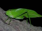 Katydids' camouflage makes them look more like leaves than bugs, so it can be quite a surprise when they start to fly 