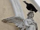 Black vultures are more common than pigeons around Panama City