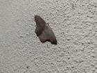 A moth showing off more leaf-like camouflage as it hangs out near the porch light outside my room