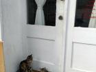 Stray cats can be found all over the city, and most restaurants have signs asking customers not to feed them