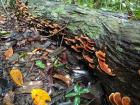 Fungi thrive in the wet season, when they can grow on trees which fall in rainstorms