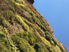 Plants growing on a massive wall at the Museum Reina Sofia (Queen Sofia)