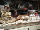 Shark jaws and rare shells for sale on the road to Iringa