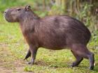 Capybaras are now my favorite animal in Brazil; they are very friendly and they always want to play