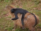 I love animal friendships, especially this monkey holding a capybara