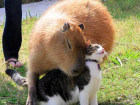 Even though capybaras may seem scary, they are very loving and trusting