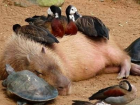Even turtles want to cuddle with the sweet capybara