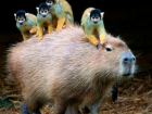 Capybaras get along with many animals in the Brazilian ecosystem