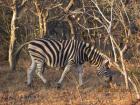 Tania found a zebra during her safari in South Africa