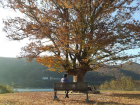 Sitting under a "love tree" by the Hwacheon riverside, a picturesque place in the fall