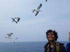 A ferry trip with the seagulls