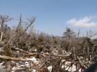Winter trees on a summer island