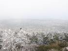 Crows stood out against the snowy background