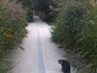 My new friend, a fat tabby cat from the Parc de Bercy!