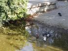 These pigeons were enjoying a bath at the pond in the park