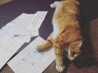 My cat, Orange Cat, whom I miss dearly