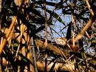 Can you spot where the red panda is sleeping among the bamboo?