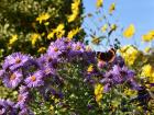 Even this butterfly was enjoying the flowers in full bloom!