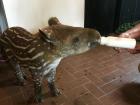Baby tapirs still have to drink milk. Normally tapirs live with their mom for two years before they go out on their own
