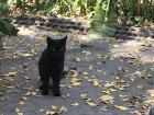 This male cats loves living in the botanic garden! He spends his days greeting students and searching for mice