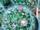 In the plant nursery you can find small cactus like these blooming small pink flowers. We are very lucky to see the flowers bloom!