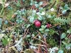 A cranberry plant