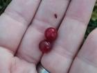 Lingonberries are smaller and sweeter than cranberries