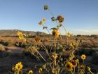 Sunflowers in Albuquerque, part of the desert landscape