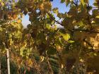 Golden grape vines