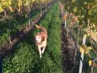 Otis the dog loves the vineyard fields.