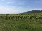Vineyard in the summer