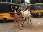 Cows and autos like these are two of the most common things you will find on the streets in Vellore