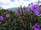 Some lovely purple flowers I found along a hillside above Medellín
