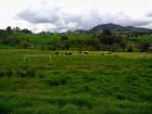 Verdant farm pasture in the countryside near Jennifer's home 