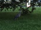 I saw a unique bird on my walk home from the train station