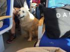 Look at this cute dog that I saw on the train 