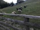 Slovakia is known for many sheep based products, especially Sheep's Cheese