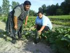 Some organizations try to create jobs for Roma, such as growing produce