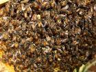 The Eastern hive bee