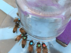 Some of the trained and marked honey bees I use in my research
