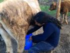 My friend Mallika milking a cow. Mongolians consume a lot of dairy.
