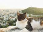 A beautiful cat we found at the Acropolis with the city of Athens in the background.